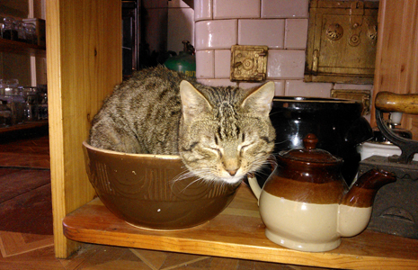 Fatty in the bowl