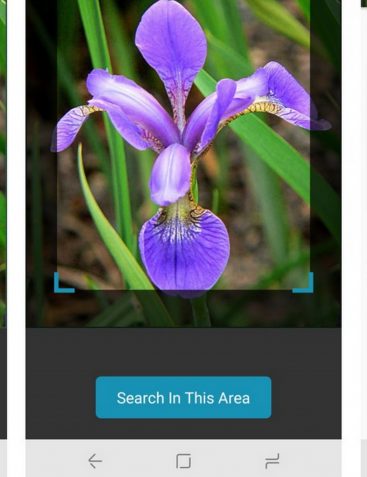 Searching with an image of a flower to find out what type it is