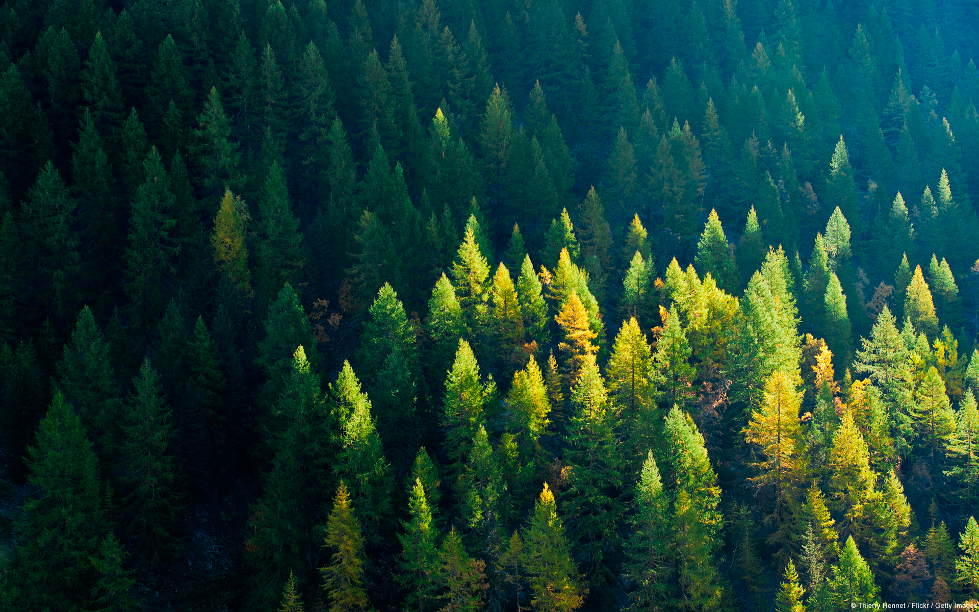 Windows themes: from saplings to forests, all for your desktop ...