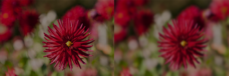 flower blur effect