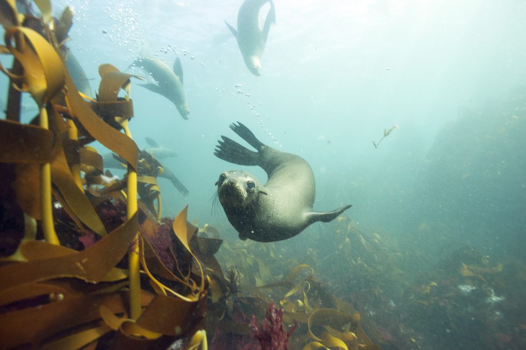 Picture shows: A cape fur seal swimming in the kelp forests off the Cape of Good Hope, South Africa.