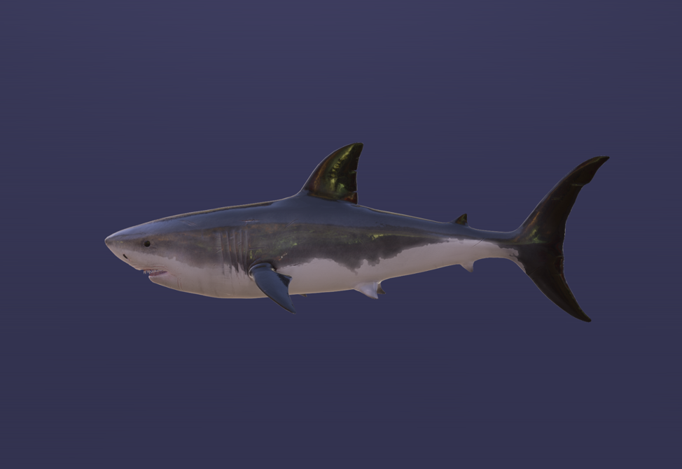 Shark interactive demo.