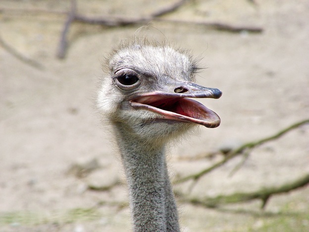 ostrich-problem