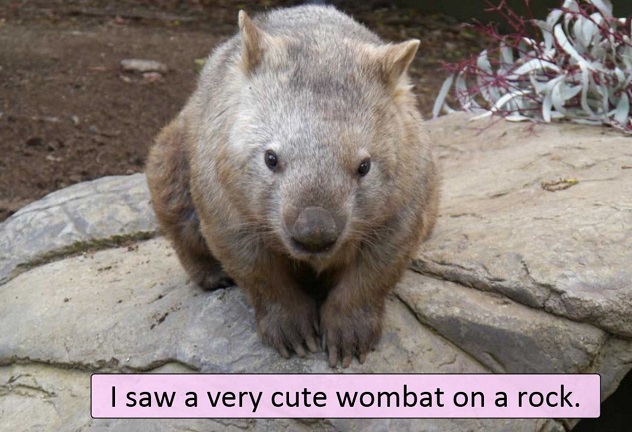 Wombat_632