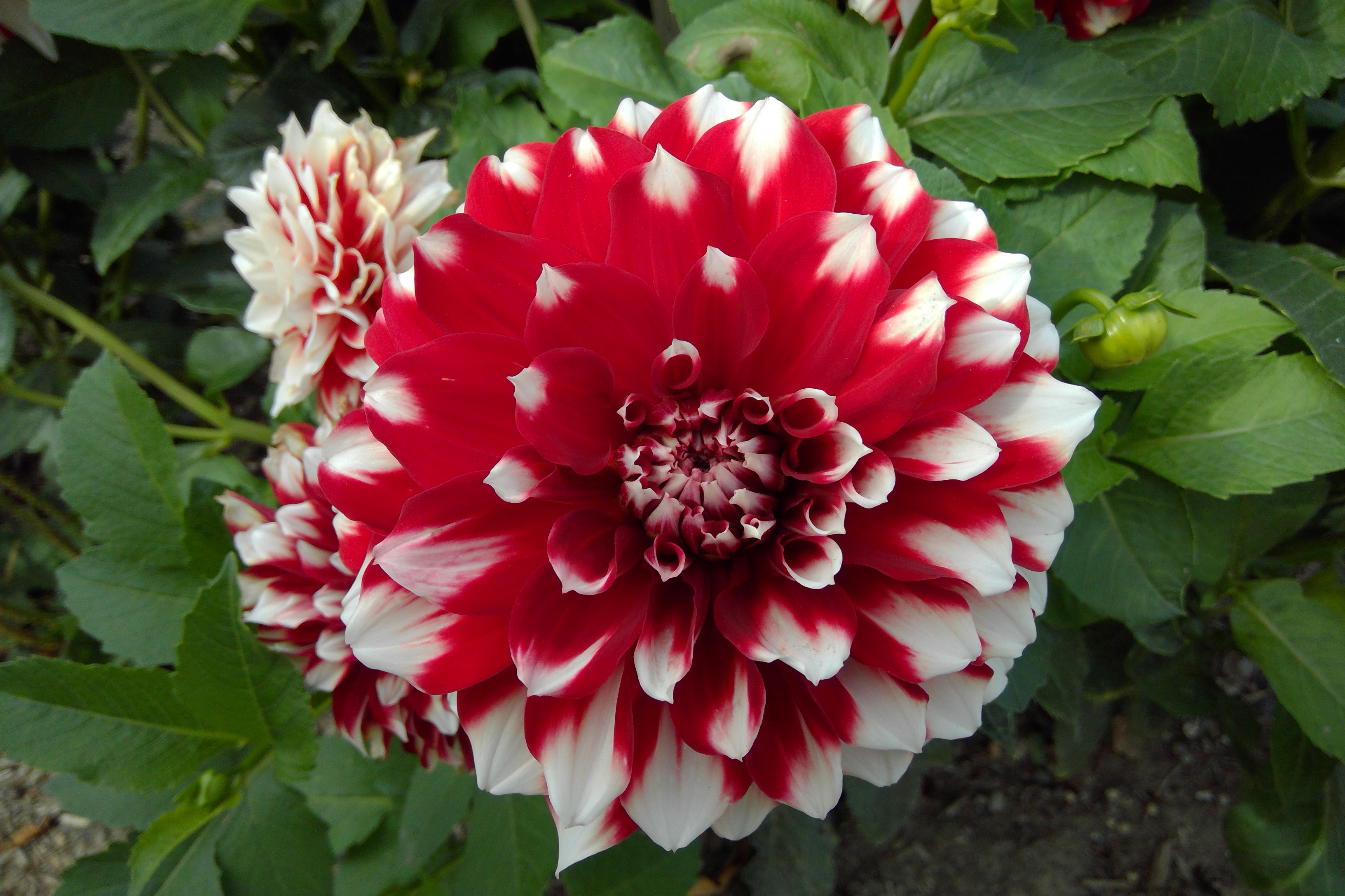 Red-and-white-flower_Surface-Camera