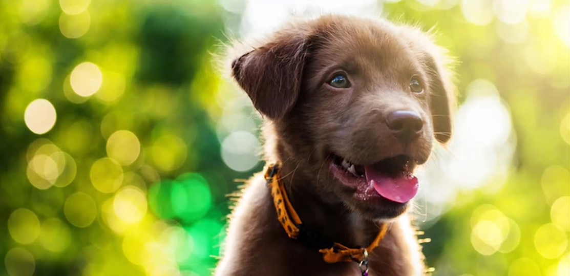 Brown puppy wearing an orange collar