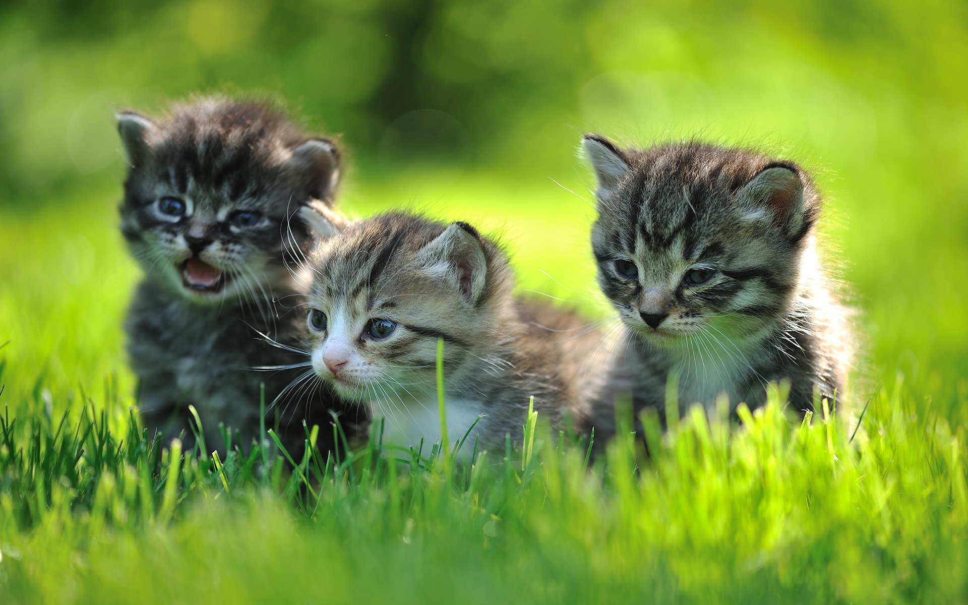 Three grey and white kittens sitting in green grass