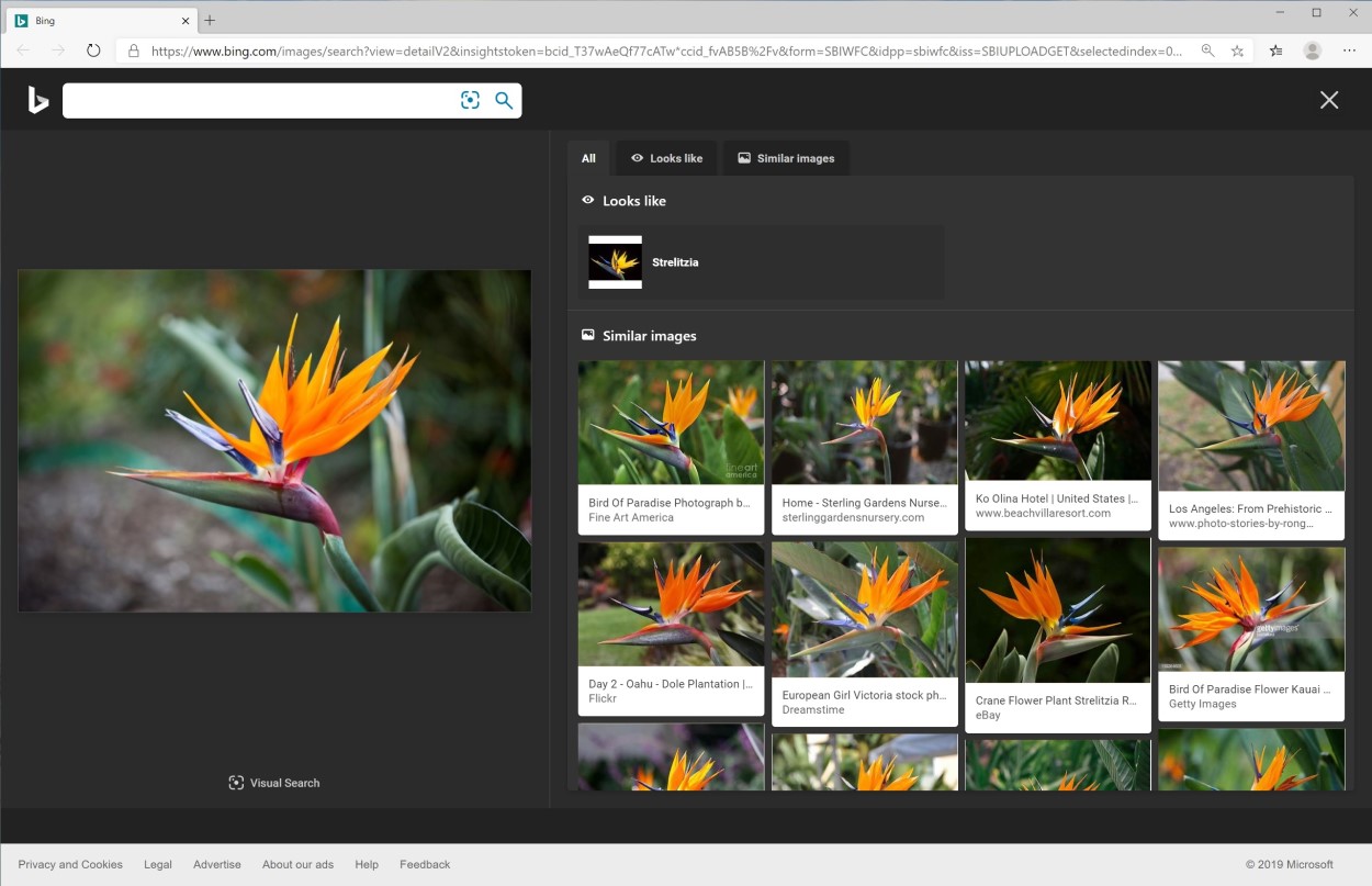Screenshot of Bing results of Visual Search on photo of bright orange flower