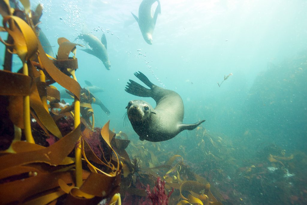 Picture shows: A cape fur seal swimming in the kelp forests off the Cape of Good Hope